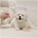 행복한강아지 이미지