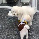 너랑나랑 행복하개 이미지