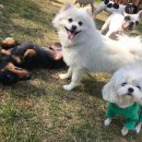 애견호텔1번가 이미지