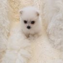 이소퍼피-별내점 이미지