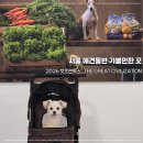 캣츠앤 | [서울/애견동반] 여의도 지하벙커 '캣츠앤독스' 전시회, 반려견 동반 내돈내산 리얼 후기 (얀...