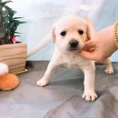 멍멍아 놀자 이미지