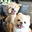 어달민박 | [애견동반여행 / 멍비치] 양양 멍비치 / 어달해변 / 어달해변포차 / 강아지 동반 식당 / 강원도 애견...