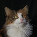 묘랑나랑 이미지