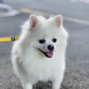 댕댕이냥 이미지