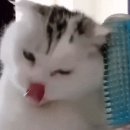 그루밍S 이미지