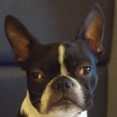 착한퍼피 이미지