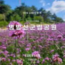 병방산군립공원 | 강원도 정선 가을 여행 병방산 군립공원 버베나 보랏빛 풍경