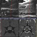 본동물메디컬센터 24시수성점 이미지