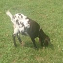 고원목장(2) 이미지