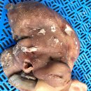 시장꿀꿀이 이미지