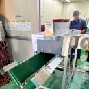진경식품기계 | 배추절단기 납품 후기｜식품공장 작업 효율 확실히 달라집니다