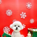 애견#(샾) 이미지