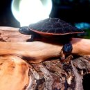 아쿠아수족관 이미지