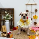 룰루 애견샵 이미지