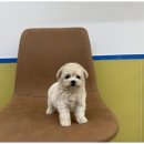 도그마루 고양이 강아지 무료분양 이미지