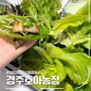 경주농장 | 모듬쌈채소 추천! 경주호아농장 유럽상추로 쌈밥 즐긴 후기