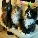 하얀나라 깨끗한세상 이미지