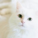 일동동물병원 이미지