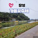 전남축제 장성 황룡강 가을꽃축제,노란꽃축제에 다녀온 후기