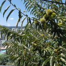 이마트24 동해도째비골점 이미지