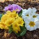 프리뮬러(Primula), 줄리앙 앵초 이미지