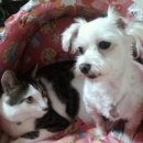 디오 동물병원 이미지