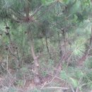 솔잎농장 이미지