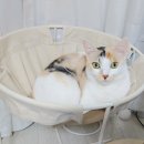 앤(N)고양이병원 | 고양이행동학상담-영등포 캣앤캣 고양이병원 김태협 수의사 후기1