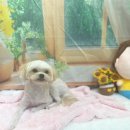 호이펫샵 이미지