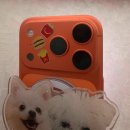 우리강아지 | 📱우리 강아지 그립톡 제작 후기｜행복제작소 커스텀 굿즈 대만족