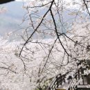 십리벚꽃길 이미지