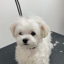 승민애견 이미지