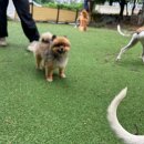 정원유치원 | 인천반려견유치원 &#39;가이아의 정원&#39; 유치원 데이케어 실습 경험후기