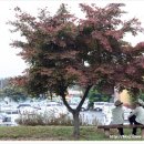 한국인삼공사 고려인삼창 | 부여 고려인삼창에 인삼박물관