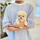 강아지분양 애견입양 아이러브독 포항점 | 천안강아지분양 환경 둘러본 강아지분양 애견입양 아이러브독 천안점:)