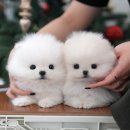 김천 용암 켄넬 이미지