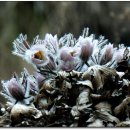 동강가든 이미지