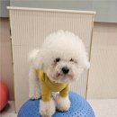 부산애견유치원 댕스하우스 이미지