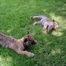 달성공원 이미지