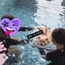 모두빌리지 | 아이와 강아지 모두 즐거웠던 가평 멍스빌리지 리얼 후기