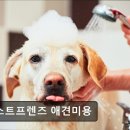 베스트 프렌즈 동물병원 | 강아지, 고양이, 애견미용, 추천!) 베스트프렌즈 애견미용 평택 베스트프렌즈 애견미용, 친절한 서비스