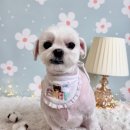 그루멍(groomung) 이미지