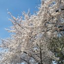 수봉공원 (망배단) | 인천 미추홀구 수봉공원 벚꽃구경 후기