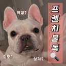 프렌치 불독은 어떤 강아지일까? 성격부터 매력까지 한눈에!