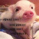 몸매제작소