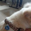 아빠손동물병원 이미지