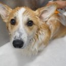 이누아이 이미지