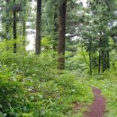 편백나무숲 이미지