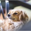 강아지테마미용실 이미지